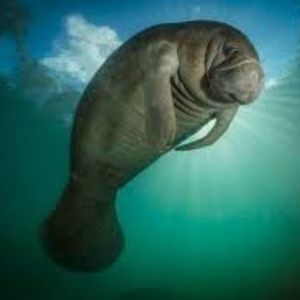 Meet your Posher, Ella